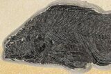 Huge, Fossil Fish (Priscacara) - Green River Formation #198104-3